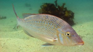 Подводная охота в О.А.Э (4 серия).