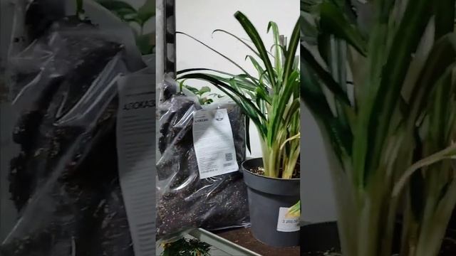 Аглаонемы в ассортименте  |  Цитрус Микс Москва #цитрусовые #комнатныерастения