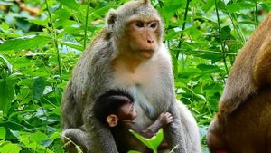 How Can Bonita Carry Little Adler? Why Mom Angel Less Care Leave Little Adler Alone?