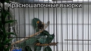 Пение и яр красношапочного вьюрка