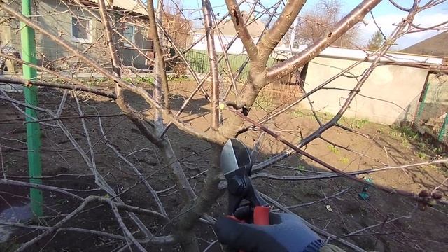 Как обрезать кустовидную вишню. смотреть онлайн