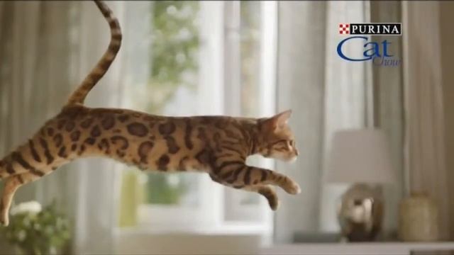 Реклама Purina Cat Chow Пурина Кэт Чау смотреть онлайн