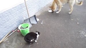 Кот против собаки/Cats & Dogs