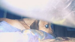 Испуг собаки