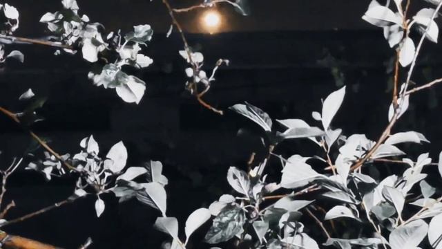 VID_20231001 060718 Задумчиво идёте, пилигримы...(Данте Алигьери)...Павел Васильев Лахтинский смотреть онлайн