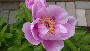 Пионы. Цветут пионы