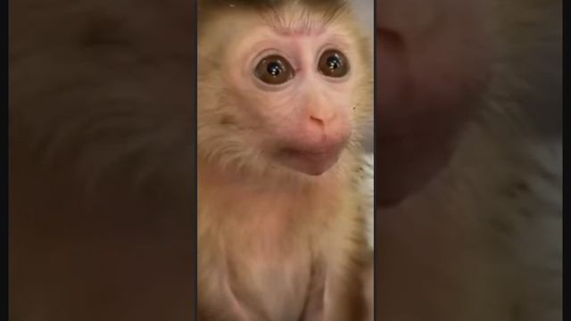 Baby Monkey крупным планом