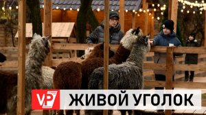 АЛЬПАКИ, ЛАМЫ И КРОЛИКИ: В ЦЕНТРЕ ВОЛГОГРАДА СНЯЛИ МИЛЫХ ОБИТАТЕЛЕЙ