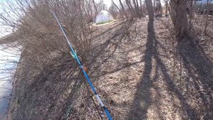 Налим . Ловля налима на реке. Рыбалка с ночёвкой .