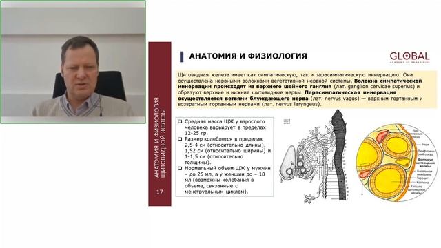 Анатомия и физиология щитовидной железы
