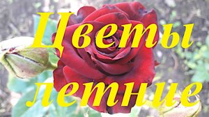 Как растут летние цветы на огороде в июле Палкино