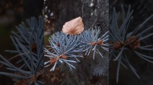 глава 11 Золотые советы Андрея Ворона Многие лета. Благие лета