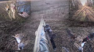 ТРИ ЗАЙЦА НА ТАКОМ ПОЛЕ! Охота с Курцхаарами.