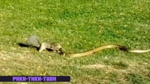 Боец как Рики тики тави песня