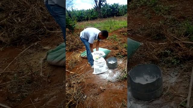 HOW TO APPLY AGRICULTURAL LIME #nature #coffeeproduction #organic #plant смотреть онлайн