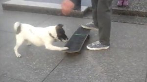 Собака на скейте.Осторожно