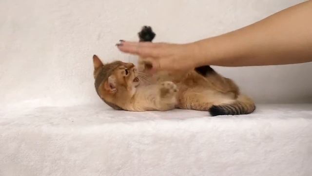 Британские котята,золотой тиккированный мальчик. Продажа. BSH ny 25 for sale