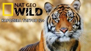 Nat Geo Wild Каролева тигров 12+