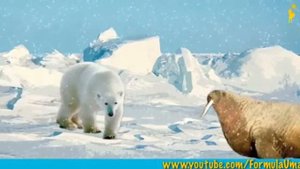 Почему пингвины не мерзнут босиком? (мультфильмы для умных детей "Формула Ума!")