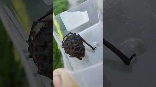 Cats Don't Eat Bats/ Кошки мошек не едят
