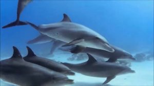 Футаж стая дельфинов