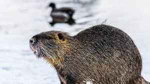 -10° В КЛЕТКАХ ДЛЯ НУТРИЙ разведение и содержание