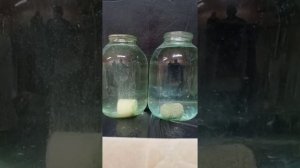 Гейзер для толстолоба, сравнение продукции.