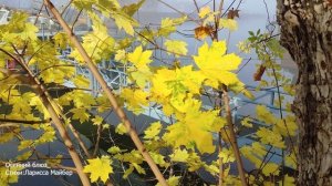 Песня "Осенний блюз". Стихи: Ларисса Майбер /Larissa Maiber/. Музыка, Вокал: ИИ.