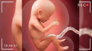 Homiladorlikning 15-  haftasi. 15 haftalik homila. Homiladorlikning o'n beshinchi haftashi