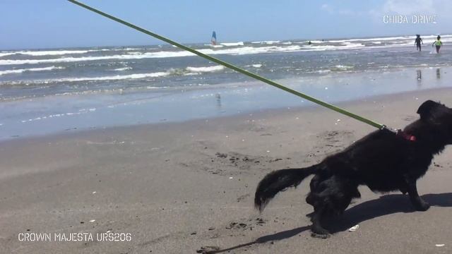 クラウンマジェスタ200系 千葉ドライブ！ 海開きしてました！ URS206 смотреть онлайн