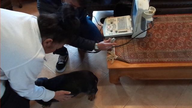 Come fare una ecografia casareccia ad un cane dachshund tutorial di veterinaria @SanTenChan смотреть онлайн