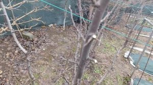 Обрезка сливы форма ваза по моей технологии