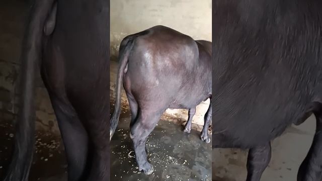 Contact Number +91 94638-56539 #sidakdairyfarming #buffalo смотреть онлайн