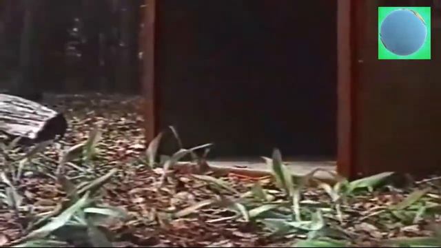 Это интересно тритоны,Зоопарки, строение глаза кошек, фарфоровая скульптура смотреть онлайн