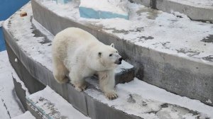 Прокуратура потребовала подогреть воду белым медведям в Новосибирском зоопарке