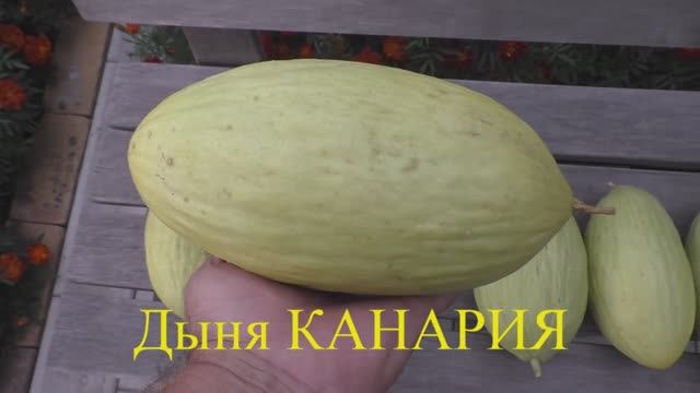 Выращивание дыни