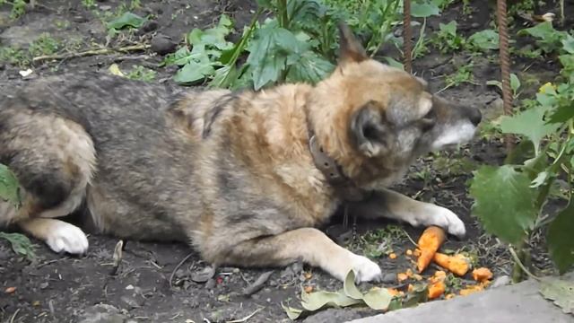 Морковь для собаки Рыжки вкуснее косточки. Carrots for dogs Ryzhki are tastier than bones. смотреть онлайн