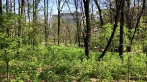 Спів птахів. Природа. Спів пташок. Пение птиц. Краса що нас оточує. Бережіть природу.