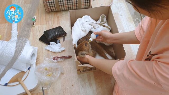 이젠 하다하다 고라니 줍이 라니..../이젠 주작 소리 들어도 할 말 없다... /새끼고라니 구조/흥민이 서울구경(Country Story of City Couple EP.517 смотреть онлайн