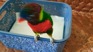 Радужный кокосовый лорикет. 🌈🥥🍊Ева гладится и разговаривает. 😄