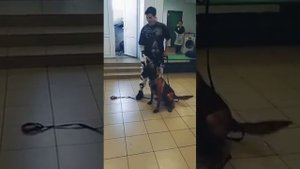 Таня Каширина стала кинологом.