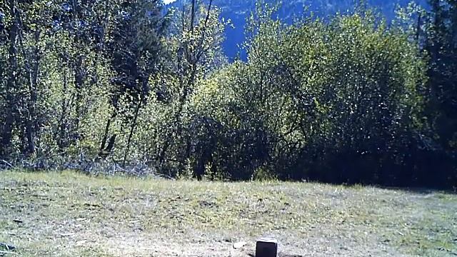 spring elk смотреть онлайн