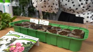 Ухаживаем за всходами декоративных культур. Дачные сезоны