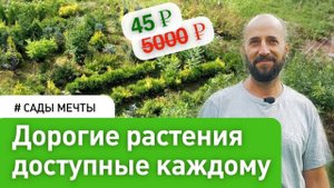 Малоуходный питомник растений - Выгодно и эффективно. Денис Сафронов #СадыМечты #СадовыйЭксперт