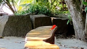 Сейшелы, пляжи Анс Рояль(Anse Royale) и Анс А  Ла Муш(Anse A la Mouche) Живность на кухне