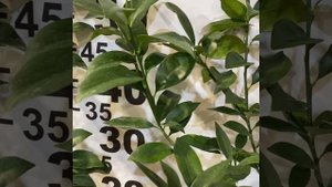 кумкват Мейва/82 B F. crassifolia