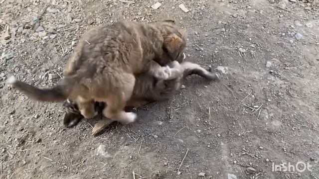 Я и мой пес.Любящий и преданный друг и компаньон. смотреть онлайн