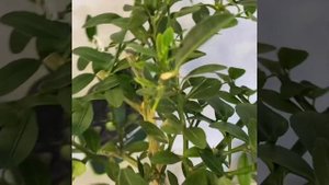 Микроцитрус Бианка/ Фаустрайм