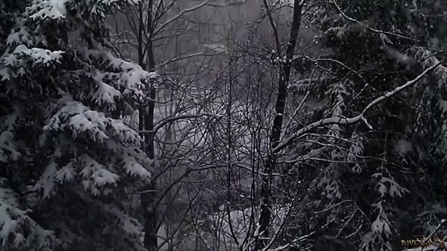 Зимний лес. Снегопад в лесу. Новогодний футаж. Зимний футаж. Красивый футаж для видео.