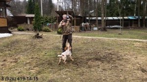 Боязнь выстрела и о спокойном отношении к домашним животным